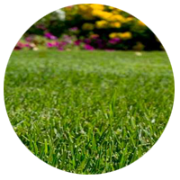 Lawn Mixtures